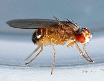 Insects of Alberta - Adult Fruit Fly