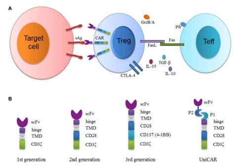 The Future Of Regulatory T Cell Treg Therapy Car Treg Creative