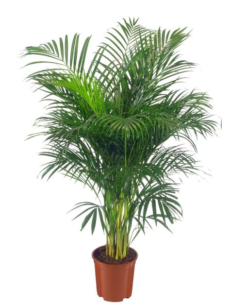 pokojovych rostlin ktere funguji jako cisticky vzduchu zenacz