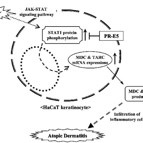 Effects Of The Etoac Sub Fractions Of P Yedoensis Bark On The Mrna And