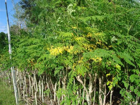 Study Blog | Useful Plant Called Moringa | Urbanagsummit.org