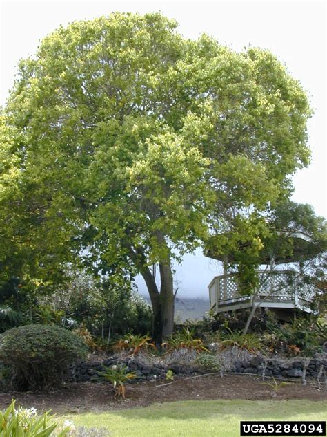 Camphortree Cinnamomum Camphora