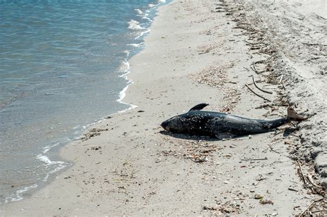 Nouvel Chouage Massif De Dauphins Sur La C Te Atlantique Le Monde