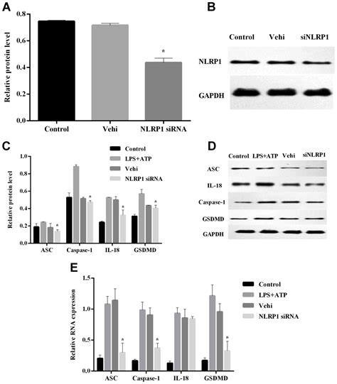 NLRP1 And NLRP3 Inflammasomes Mediate LPS ATPinduced Pyroptosis In