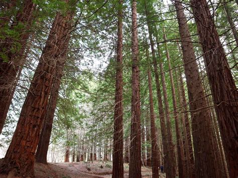 Bosque De Secuoyas Cabez N De La Sal