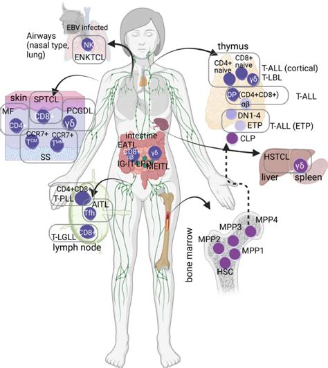 Recent Advances In T Cell Lymphoid Neoplasms Experimental Hematology