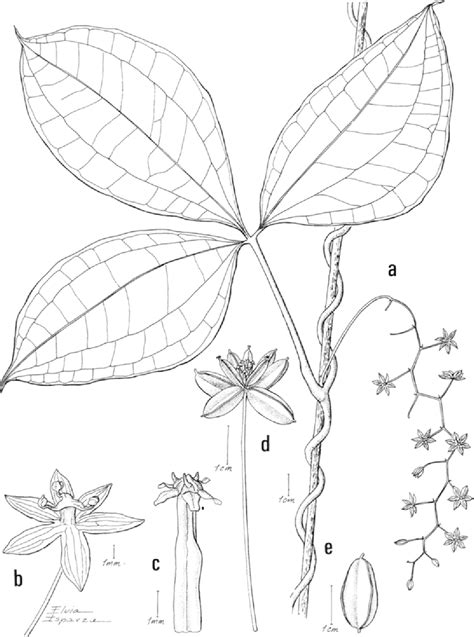 Figure 1 From Two New Species Of Dioscorea Dioscoreaceae From Peru