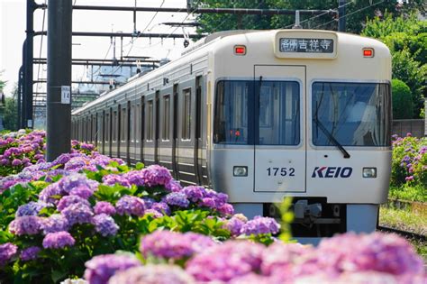 京王井の頭線浜田山の紫陽花 Hiroの鉄旅ブログ