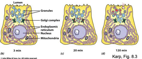 Chapter 8 Cytoplasmic Membrane Systems Structure Function And Membrane Trafficking