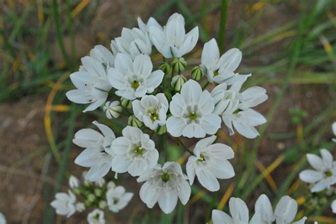 Triteleia hyacinthina | Fourth Corner Nurseries