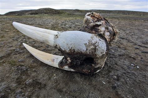 Hunting and Ivory Trade Likely Drove Icelandic Walrus to Extinction