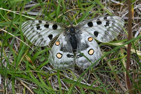 Photo Nature Lilliputienne Macrophotographies Parnassius Apollo L