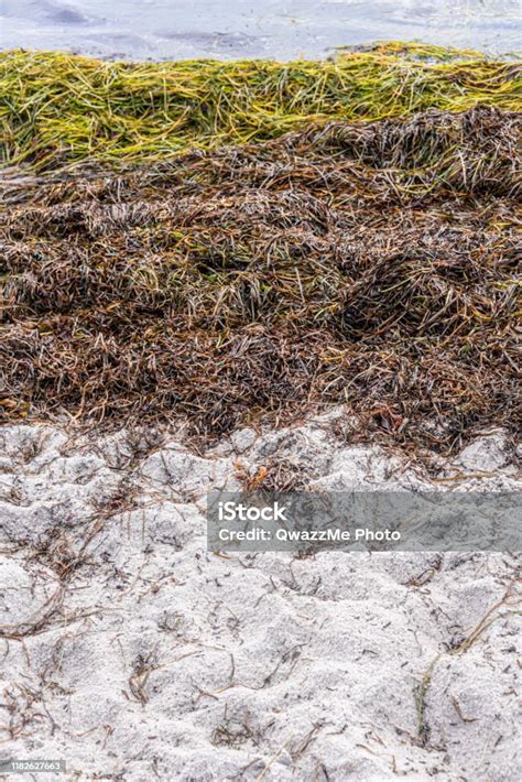 Lamun Di Tepi Pantai Foto Stok Unduh Gambar Sekarang Amager Pantai