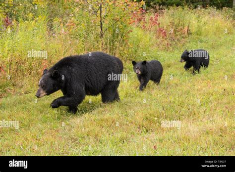 American Black Bear Ursus Americanus Mother And Cubs Boreal Forest