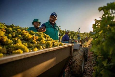 Blend Your Own Wine And Celebrate The Harvest A Fun And Easy Activity