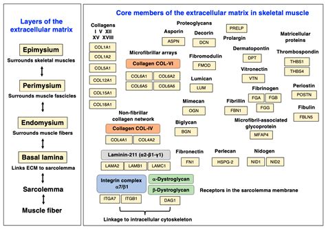 Biomolecules Free Full Text Extracellular Matrix Proteomics The