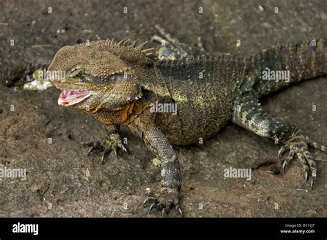 Eastern Water Dragon Physignathus Lesueurii An Australian Lizard