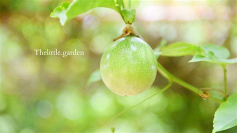 Can You Grow Passion Fruit Indoors