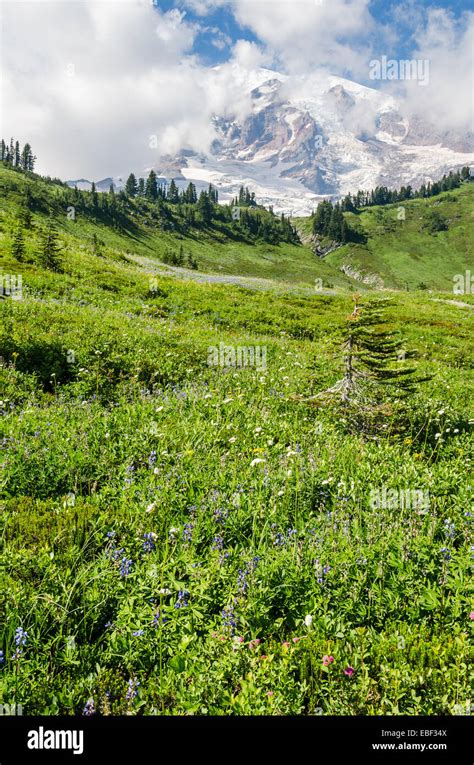 Mount Rainier near Seattle, Washington Stock Photo - Alamy