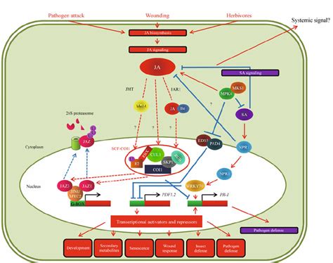 Meja Signaling Pathway