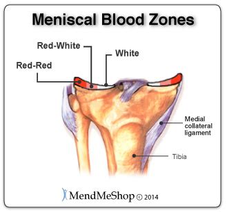 Medial Meniscus