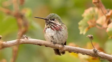 Hummingbirds In Oregon Common Species And Identification