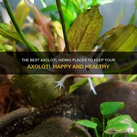 The Best Axolotl Hiding Places To Keep Your Axolotl Happy And Healthy