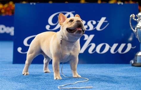 National Dog Show 2022 winner: French bulldog Winston is best in show ...