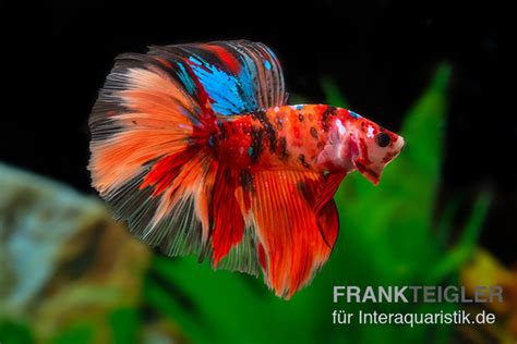 Halfmoon Kampffisch Nemo M Nnchen Betta Splendens Kaufen