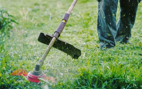 Cómo Desbrozar un Jardín Guía de Mantenimiento Grupo Rojas