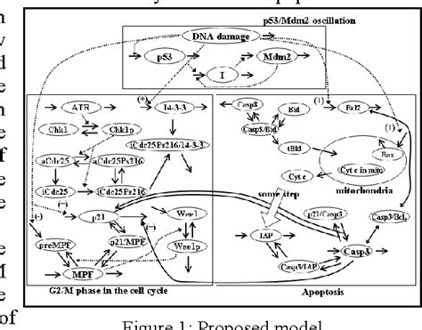 Figure 1 From Analysis For The Conflict Between G 2 M Phase Arrest In