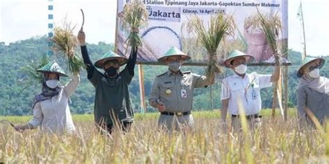 Lakukan Kolaborasi Ini Potret Seru Anies Baswedan Panen Padi Bareng