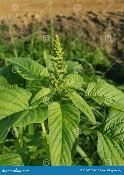 Wild Leafy Edible Amaranthus Spinosus Weed Plant. Stock Photo - Image ...