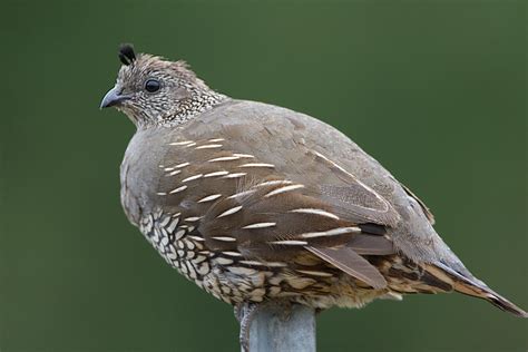 California Quail Callipepla Californica Californica Wild Bird Gallery