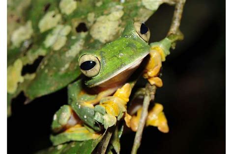 Even more amphibians are endangered than we thought