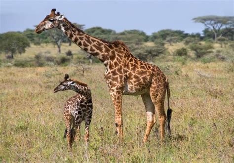 Premium Photo | Female giraffe with a baby in the savannah.