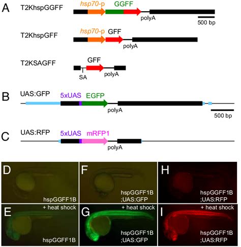 The Gene Trap And Enhancer Trap Constructs And The Uas Reporter System