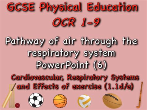 GCSE OCR PE 1 1d E Pathway Of Air Through The Respiratory System