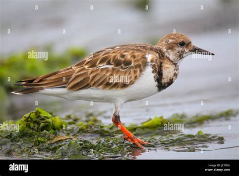 Ruddy Turnstone Arenaria Interpres On The Beach Of Paracas Bay Peru