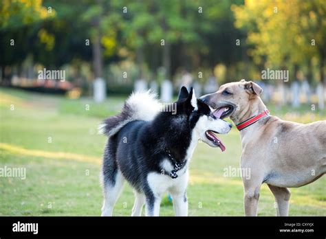 Two Dogs Staring At Each Other With Curiosity Stock Photo Alamy