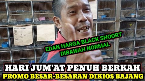 Promo Besar Besaran Dikios Bajang Update Harga Burung Terbaru Di