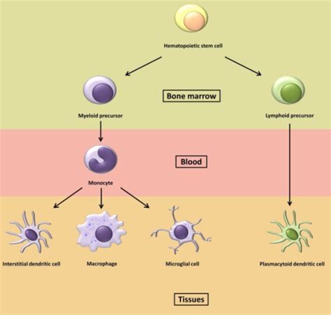 Monocyte Blood Cells