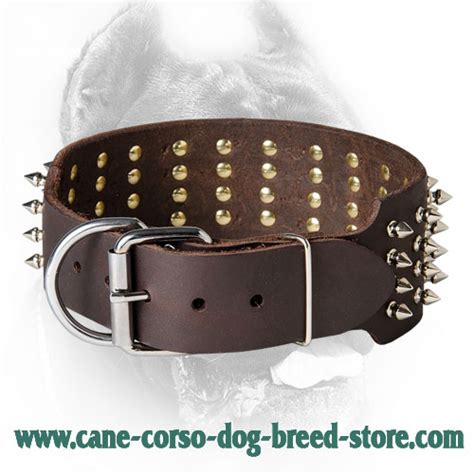 3 Inch Leather Cane Corso 【Collar】 with 4 Rows of Spikes : Cane Corso ...