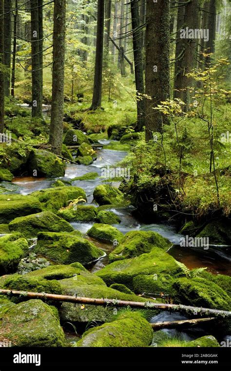 auwald herbstwald bayerischer wald germany stock photo alamy