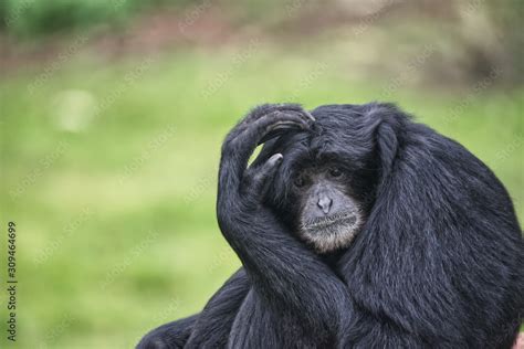 confused monkey Stock Photo | Adobe Stock