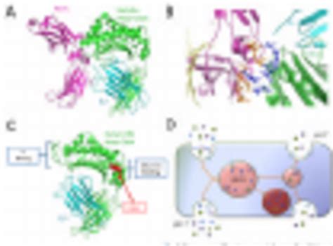 Structure features of FcRn and its binding partners and transcytotic... | Download Scientific ...