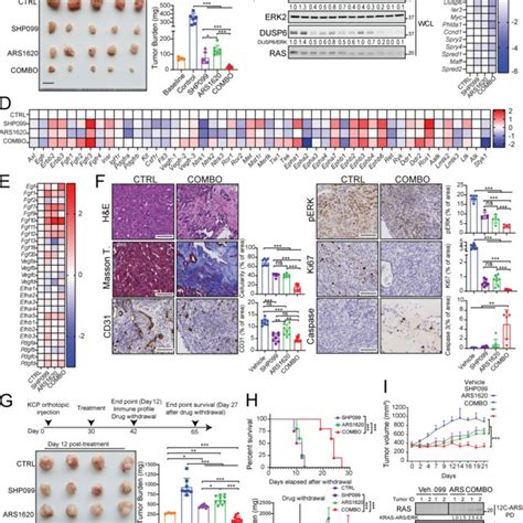 Shp I Acts Upstream Of Ras To Abrogate G C Ievoked Erkmapk Pathway