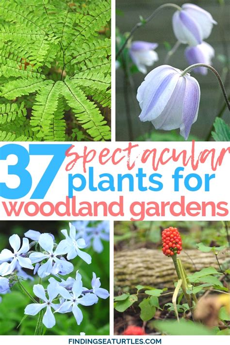 Create a Garden Wonderland with Woodland Plants