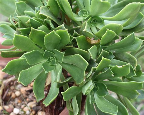 Aeonium Lancerottense 2014 03 30 Cm Pot This Plant Was B Flickr