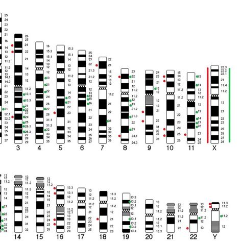 Detailed Illustration Of Detected Copy Number Variations Mapping To